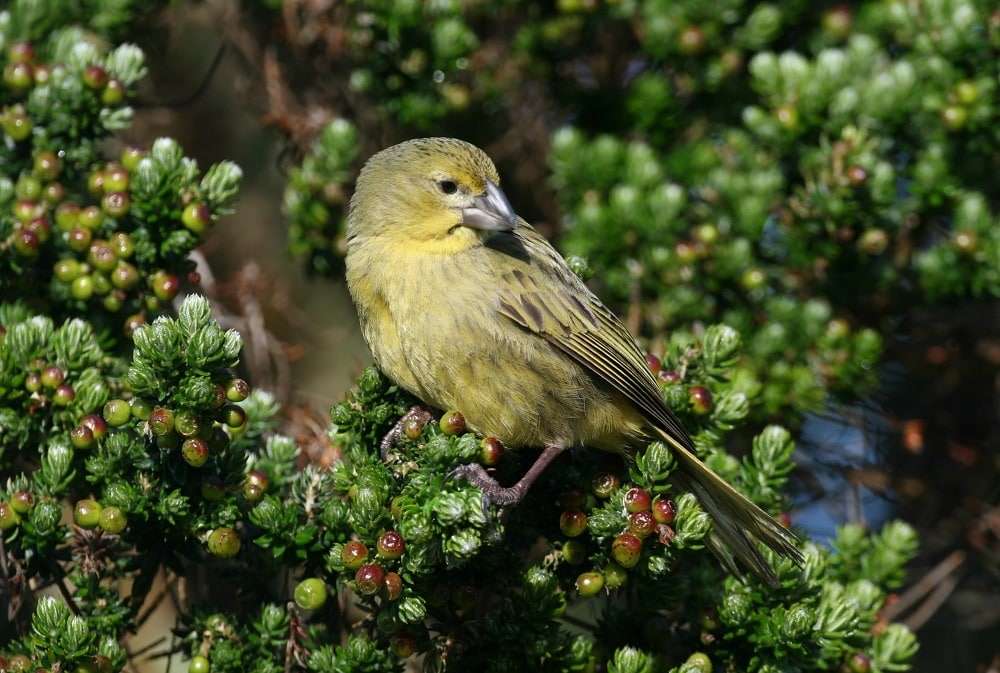 Wilkins-bunting-finch-d21b48666210f10f2cd78f9733d92f61.jpg