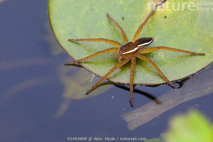fen-raft-spider--1dfe45abd62f54883dacd01f0561f88b.jpg
