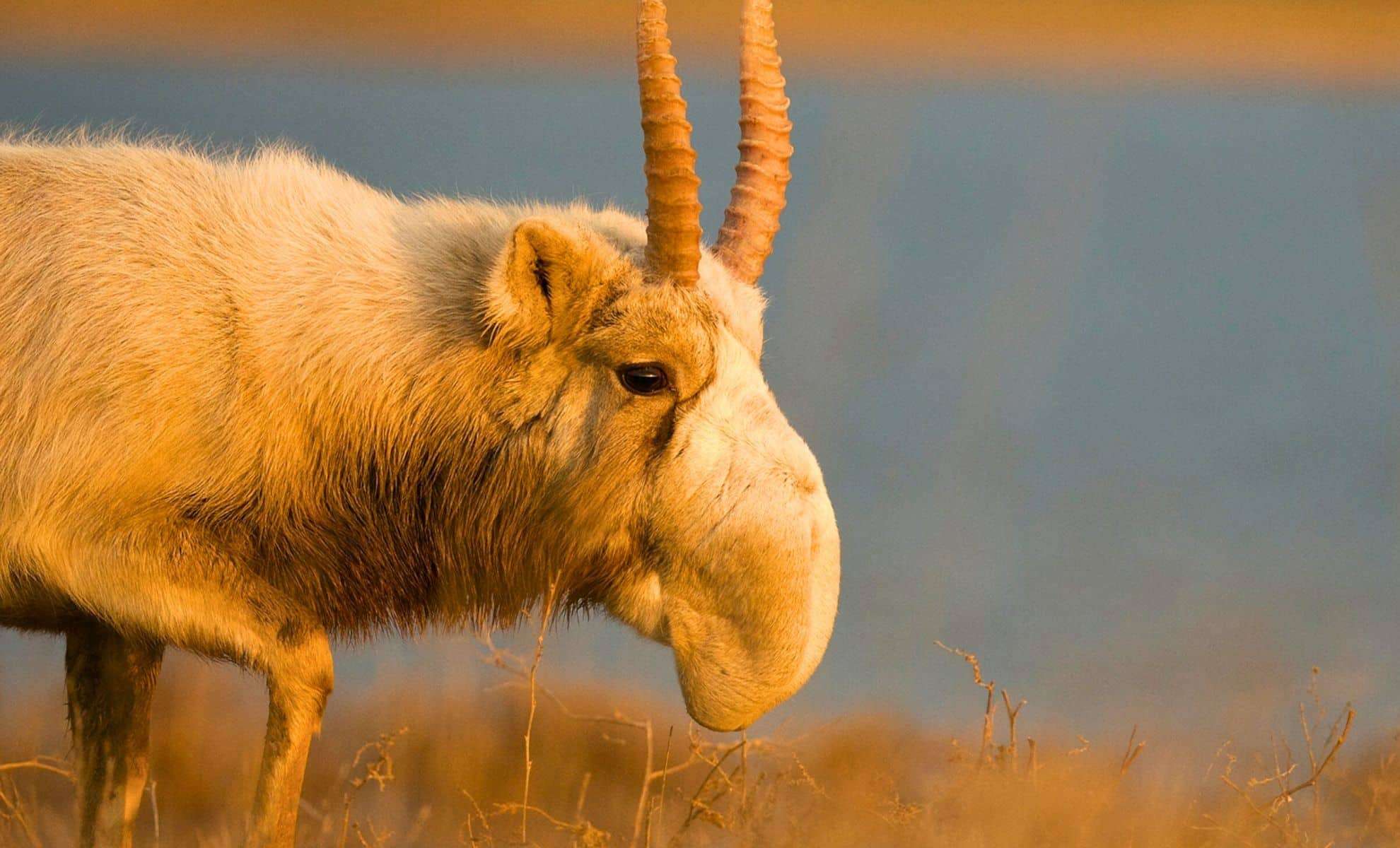 Kazakhstan’s Monumental Mammal Comeback Earns Top 2024 Earthshot Honor 