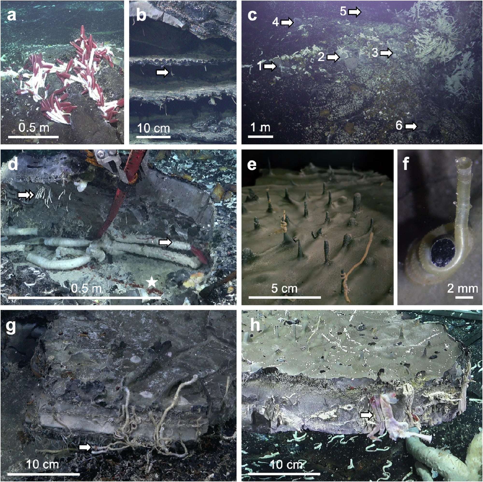 Seafloor-surface-and-crustal-subseafloor-vents-at-Fava-Flow-Suburbs-9&deg;50N-EPR-d23a33b4f67a38a7ba2112b792d1a73f.jpg