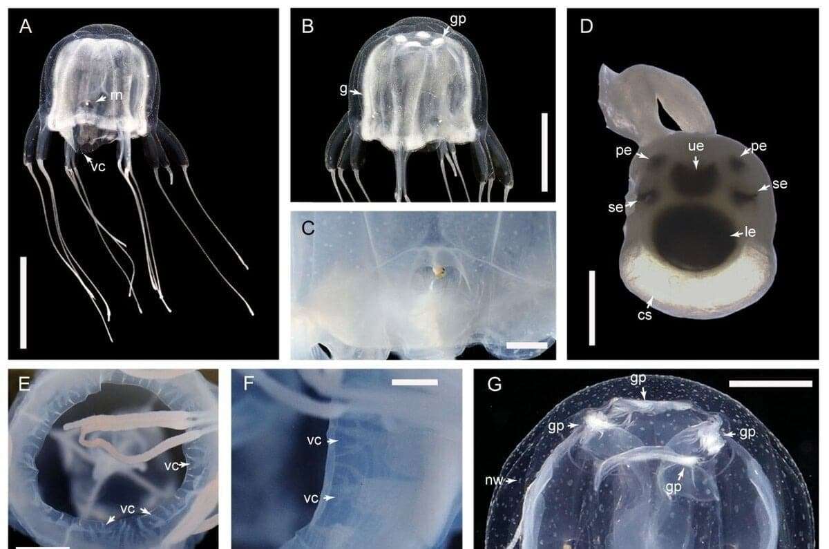 scientists-have-discovered-an-unknown-creature-with-24-eyes-76d3d55adc7842ab515853ceace04eea.jpeg
