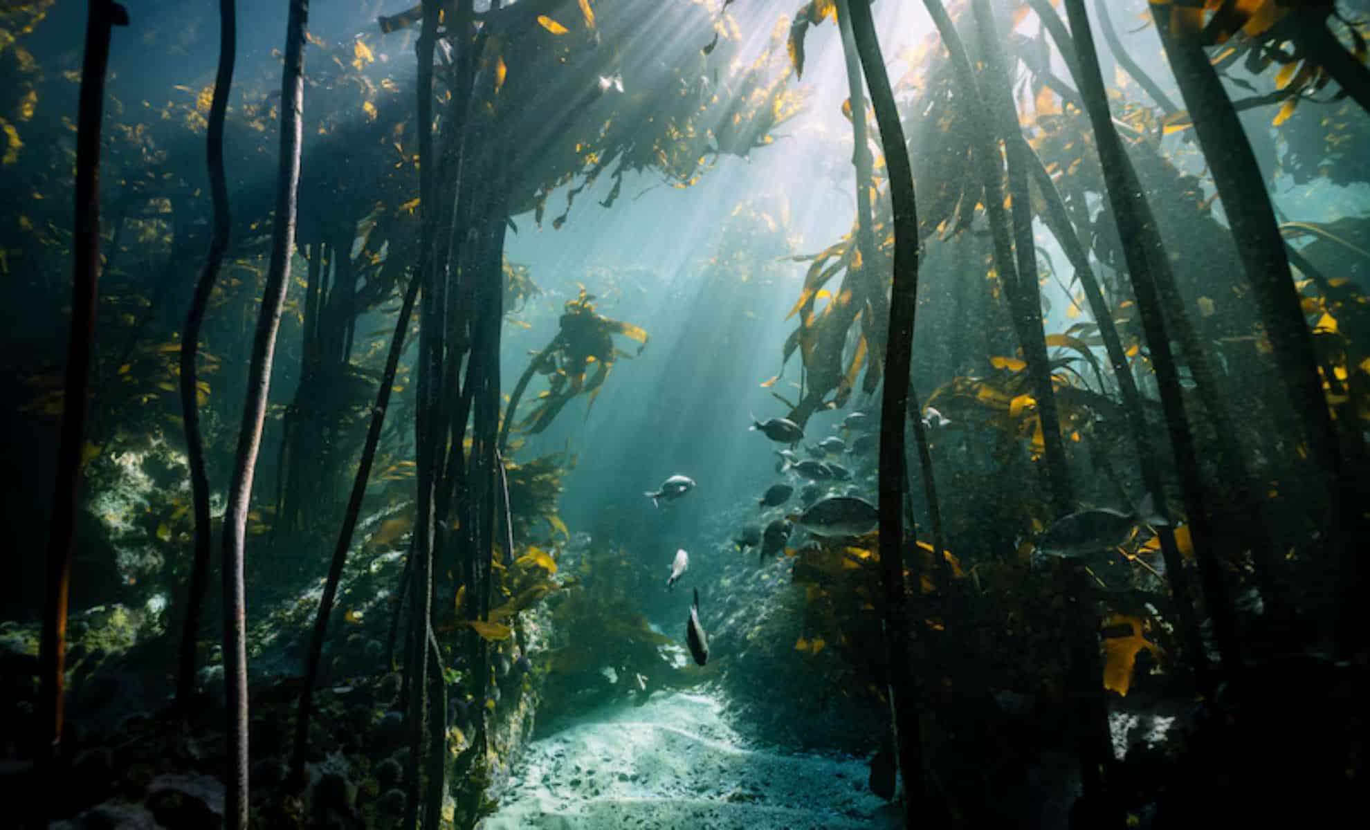 Exploring the Coral Triangle: Southeast Asia’s Vibrant Marine Sanctuary 