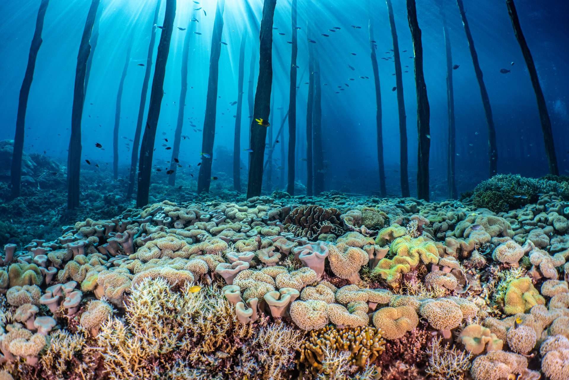 The-Coral-Triangle-is-a-marine-area-located-in-the-western-Pacific-Ocean-5f976662020b4259baf40f4356ce8120.jpg