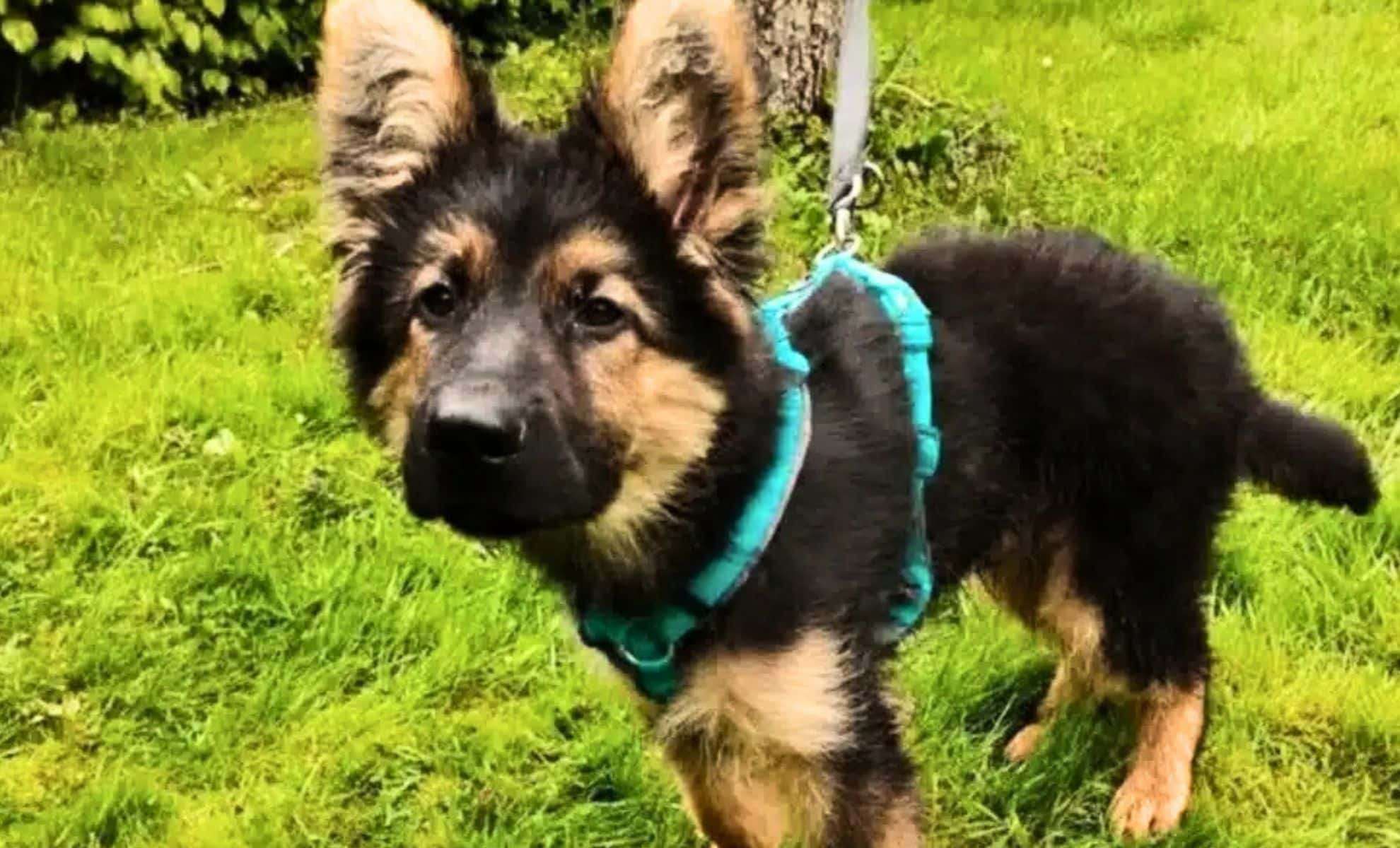 24 Hours After Bringing Him Home, She Urgently Returned Her New Puppy to the Shelter 