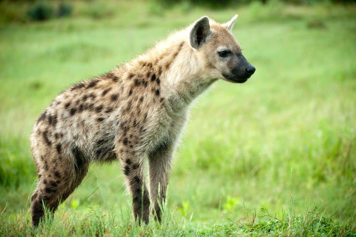 Spotted Hyena Reemerges in Egypt After 5,000-Year Absence 