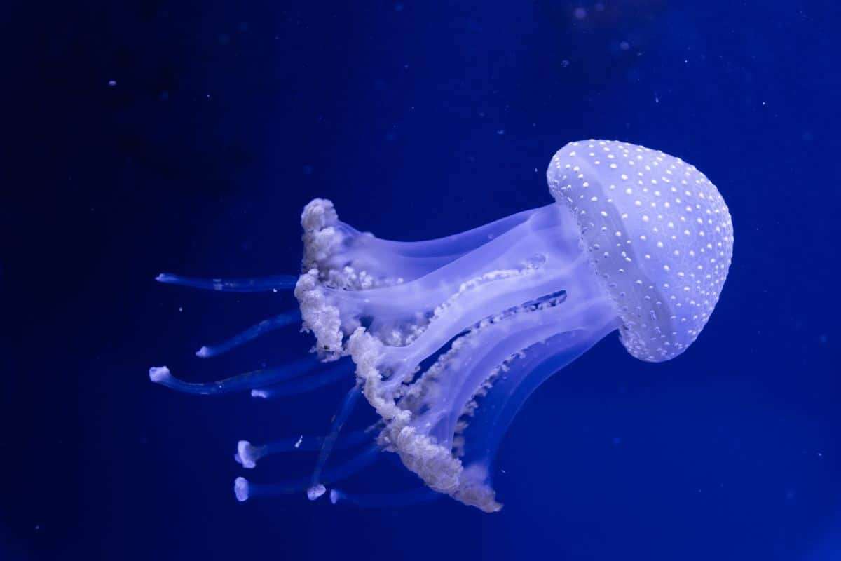 Mysteries of the Giant Phantom Jelly: The 33-Foot Deep-Sea Enigma That Gives Birth Mouth-First 