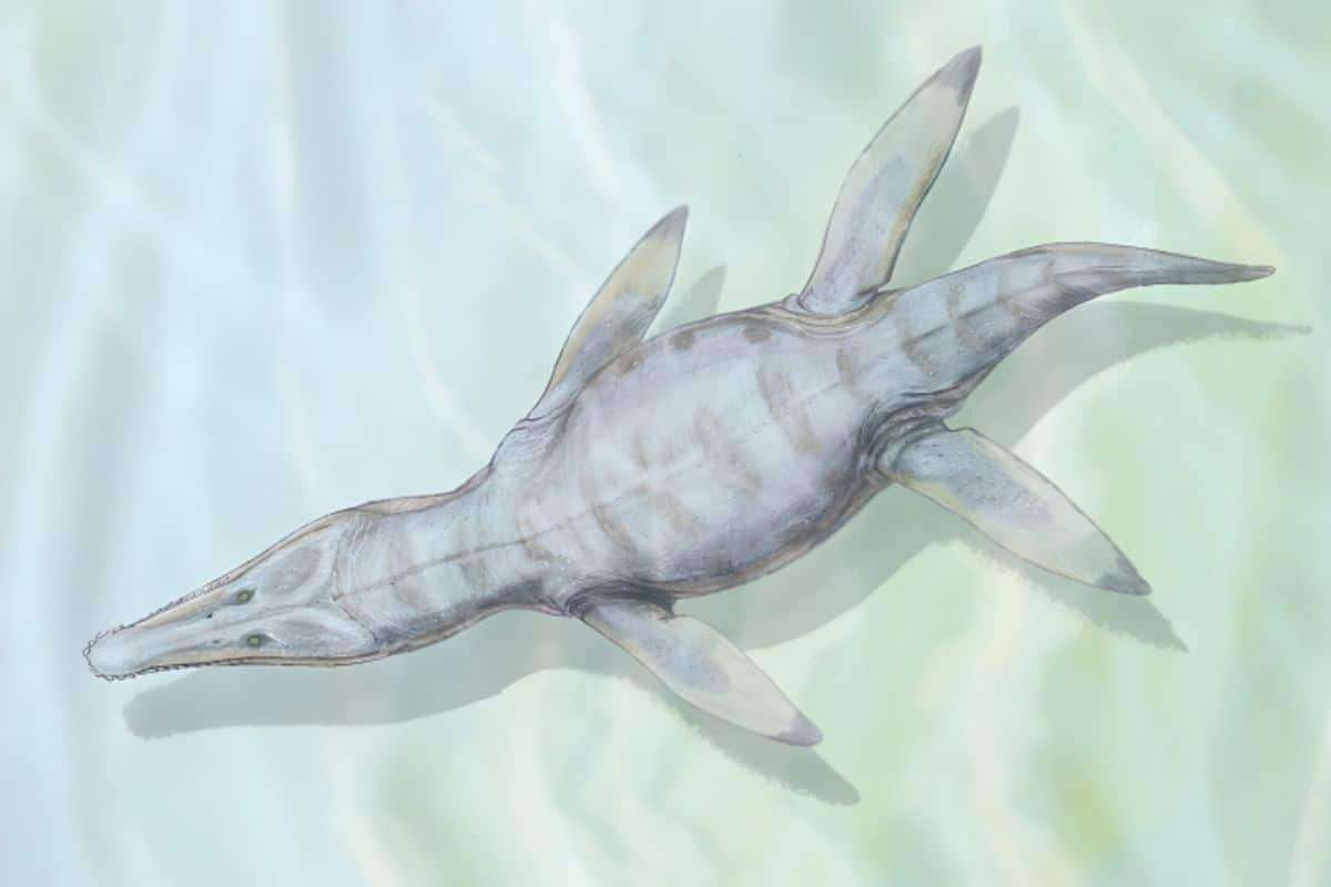Giant Ancient Sea Predators Once Dominated Ocean Food Chains 