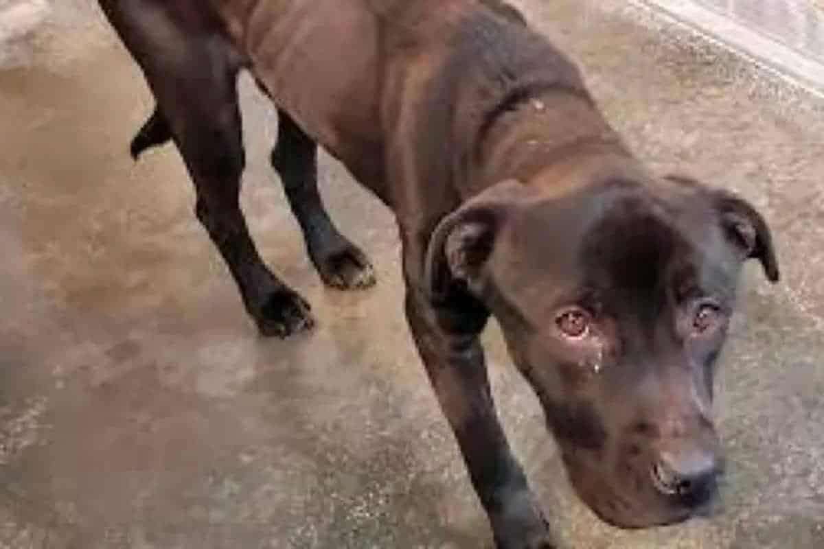They-Care-For-A-Stray-Dog-Until-They-Finally-Read-Its-Collar-Tag-1e677436c80f855f37019fa02f1083f8.jpg