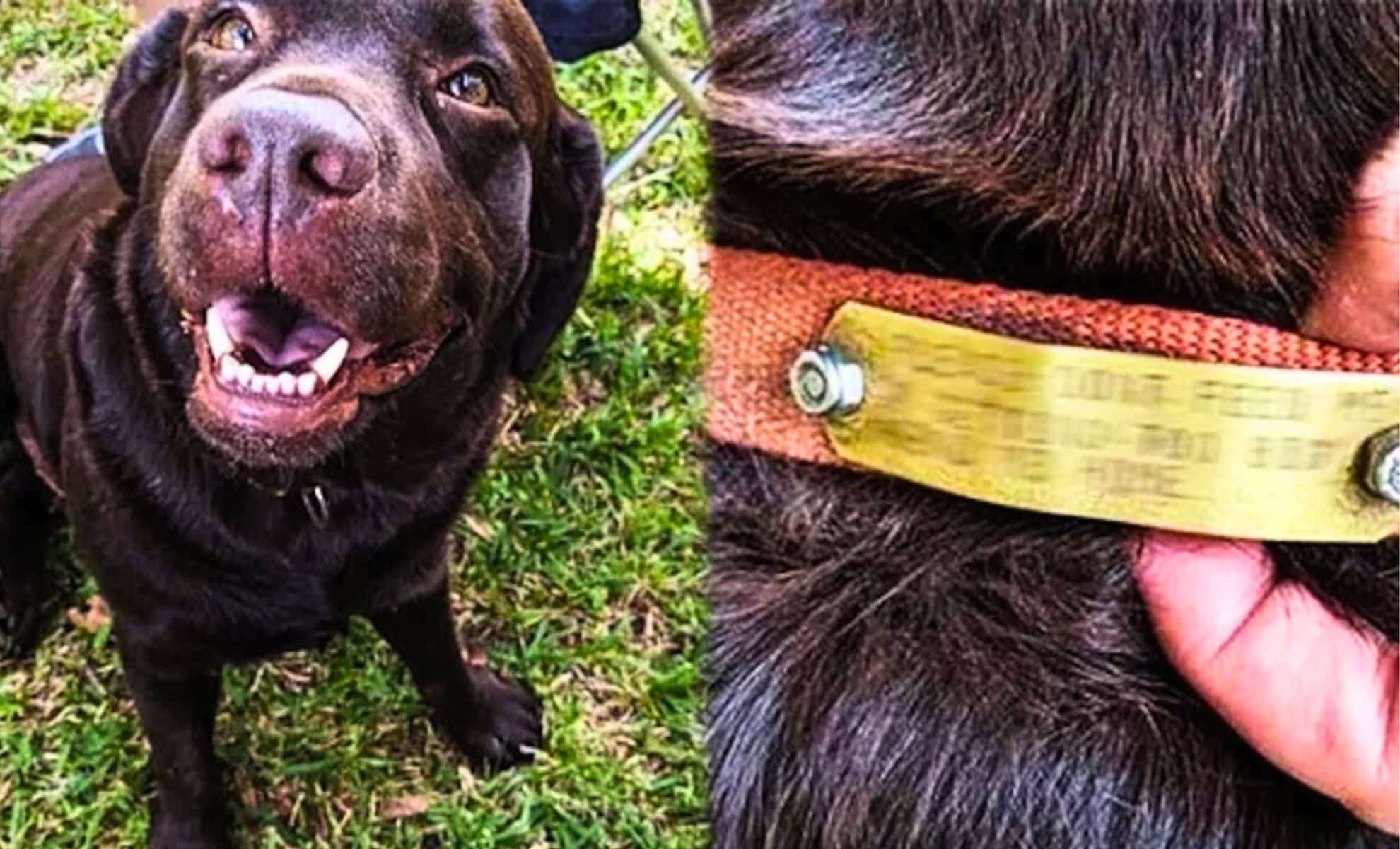 How a Hidden Collar Led to the Rescue of a Lonely Dog 