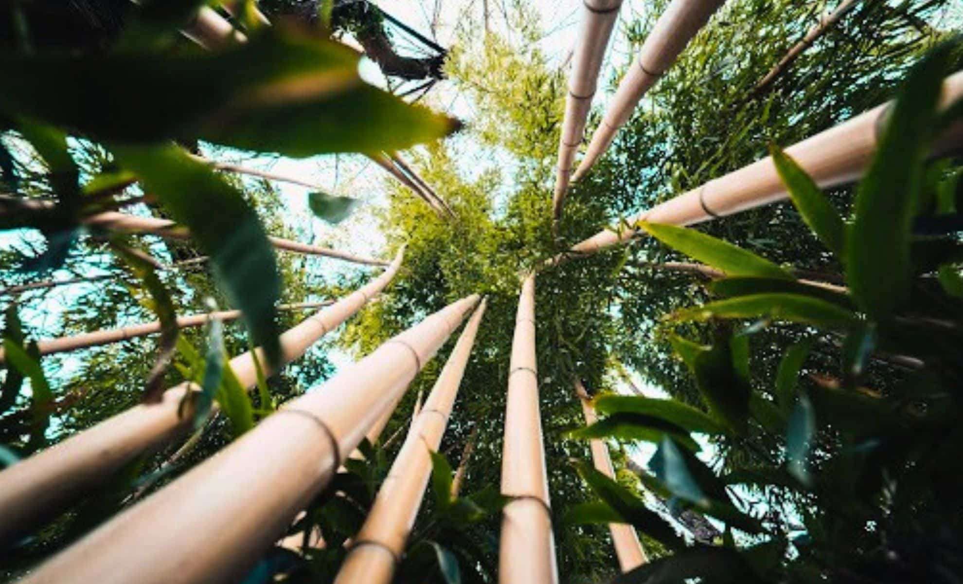 Japan’s Black Bamboo Blossoms Once a Century, Triggering Ecological Challenges 