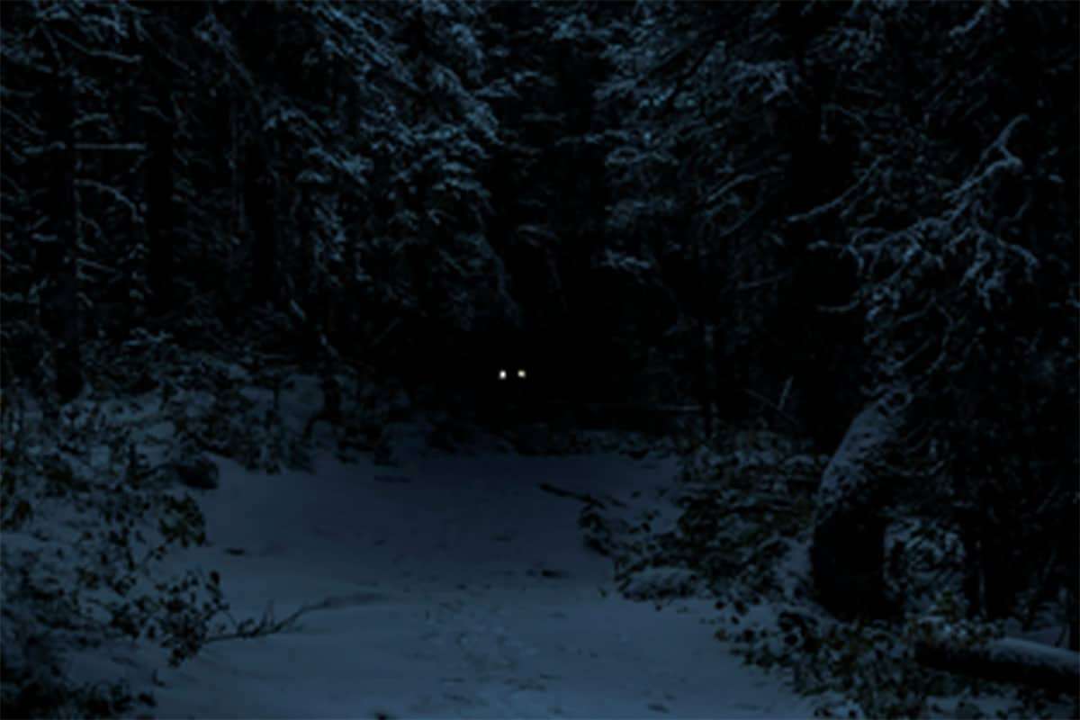 Two Men Vanish Searching for Mythical Creature in Washington Forest, Found Deceased Days Later 
