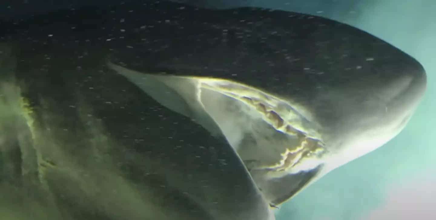 The-bluntnose-sixgill-shark-5c8a5bf8dbe7626a150bf17f4bec634d.jpg
