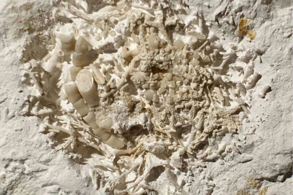 Ancient Predator's Fossilized Vomit Offers Rare Insight Into Prehistoric Diets 