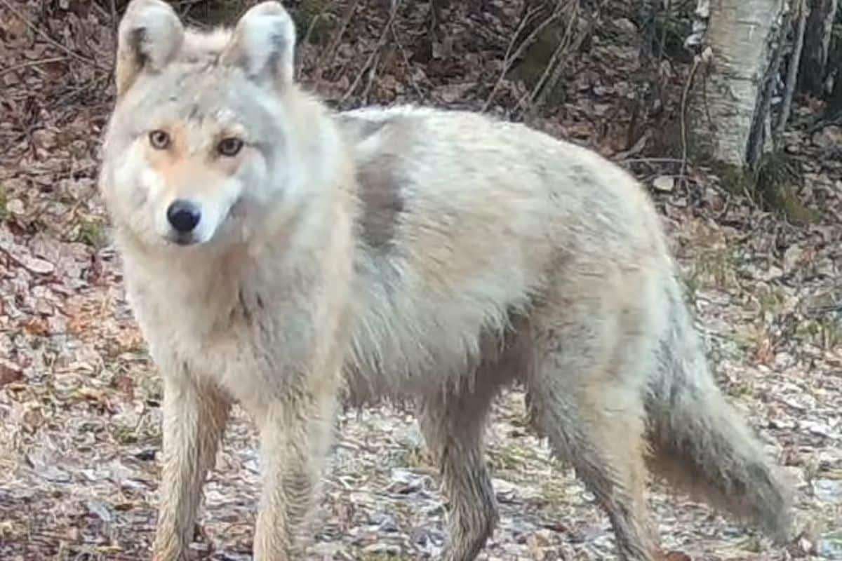 Unraveling the Identity of a Mysterious Canine Filmed in Northern Minnesota 