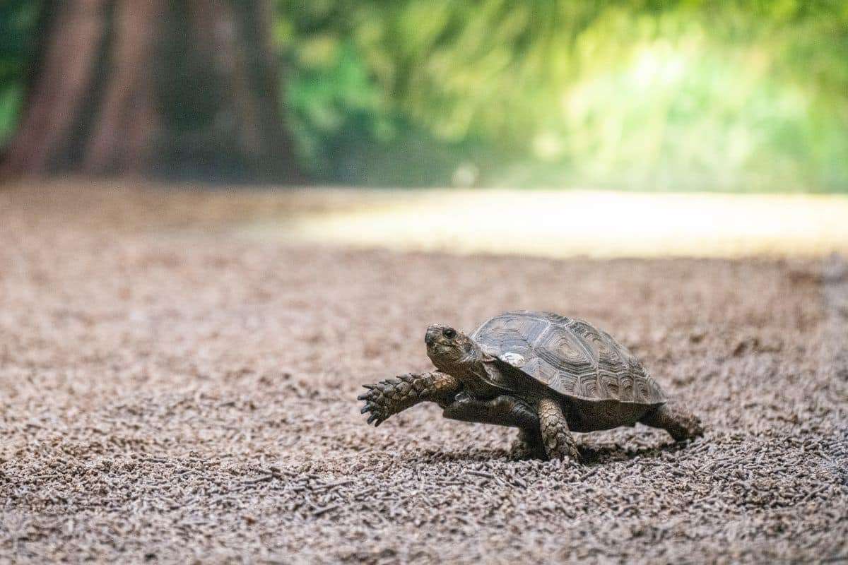 What Does Your Walking Pace Reveal About Your Inner Self? 