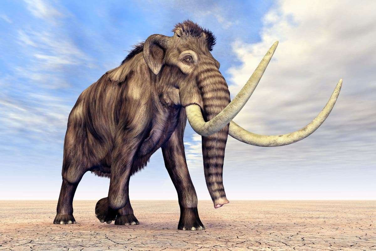 How Scientists Aim to Revive the Woolly Mammoth and Other Lost Species 