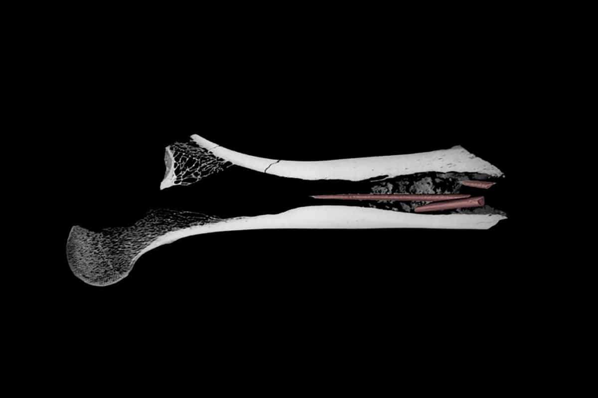 7,000-Year-Old Poisoned Arrow Reveals Early Human Ingenuity 