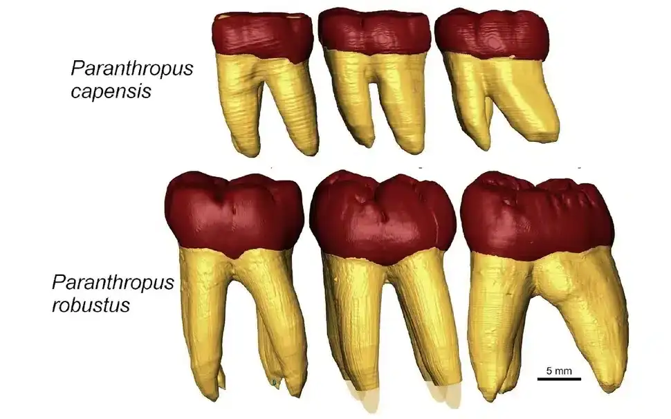 Molars-65852d657dcb2b48c17fe54e78a777f6.webp