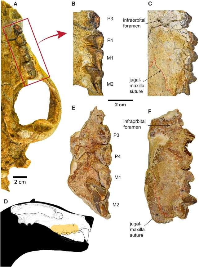 cranial-anatomy-e93daaf6bd3a33487a171e64baff0e69.jpg