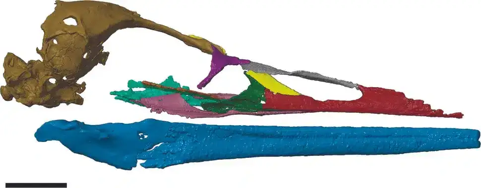 Digital-reconstruction-of-the-complete-Vegavis-skull-f8e15eeac243b31d6b879cb4aebc4819.webp