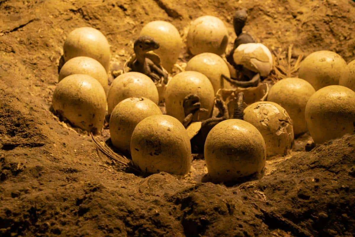 Remarkably Preserved Dinosaur Embryo Found Inside 70-Million-Year-Old Egg 