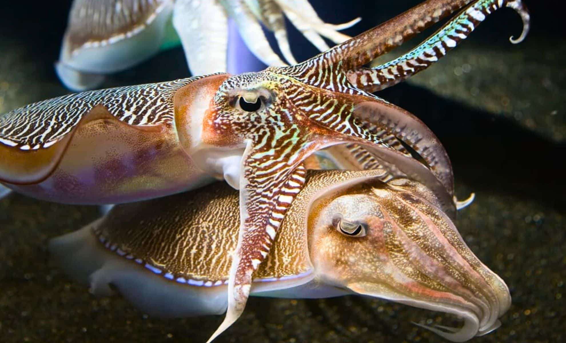 Cuttlefish Exhibit Remarkable Self-Control Comparable to Advanced Vertebrates 