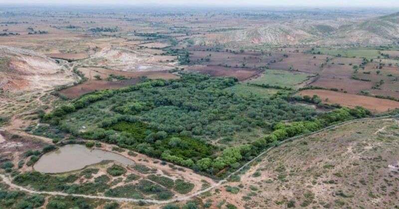 Indian Couple Restores Wildlife Habitat Near Ranthambore Tiger Reserve 