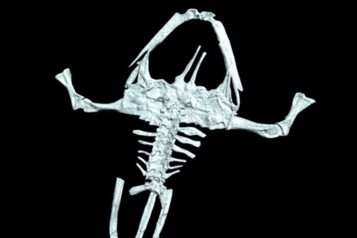 Fossil of 100-Million-Year-Old Frog Found Carrying Eggs Reveals Ancient Reproductive Behavior 