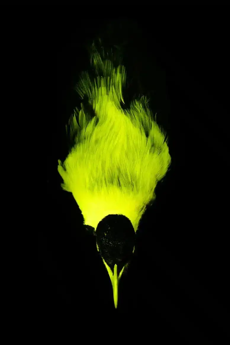 birds-secretly-glow-under-uv-light-94936ad0ad11ae21ba00cdab2becc6d8.webp