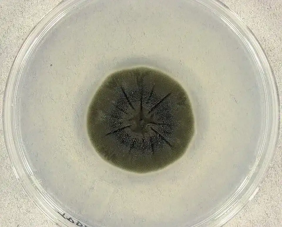black-fungus-thriving-chernobyl-feeding-radiation-ebcd8b1a2fa2ef78332ec5c43ab9427e.webp
