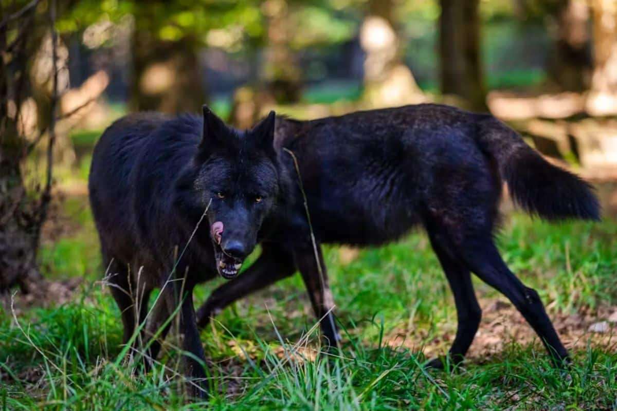 Unexpected Appearance of Black Wolves in European Forests Stirs Scientific Interest 