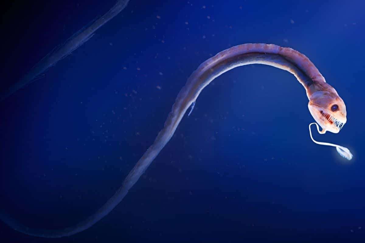 Revolutionary Deep-Sea Study Targets Rare Sharks and Fish in Australasian Waters 