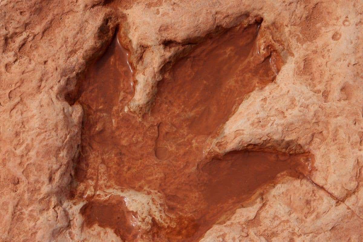 Rare 130-Million-Year-Old Dinosaur Footprint Unearthed on Isle of Wight Beach 