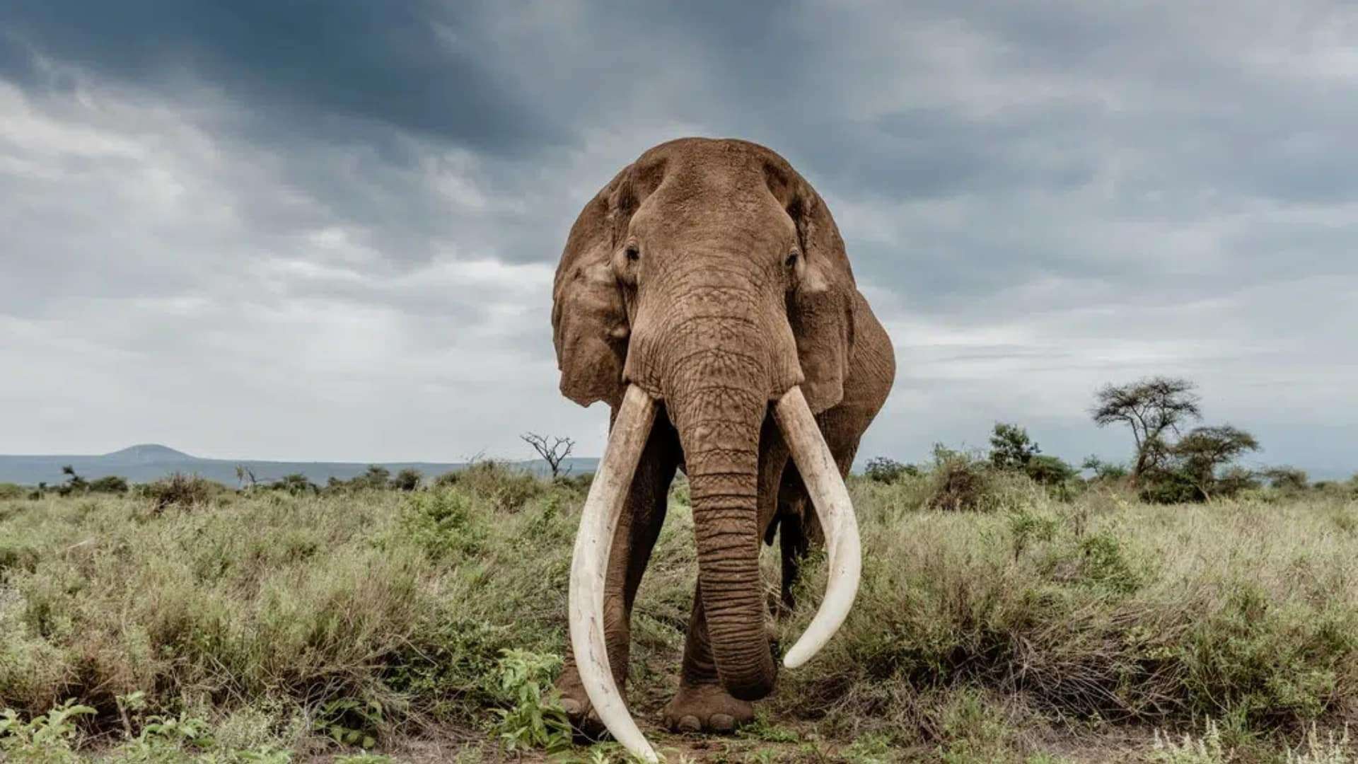 Earliest Evidence of Extinct Elephant Butchery Discovered in India’s Kashmir Valley 
