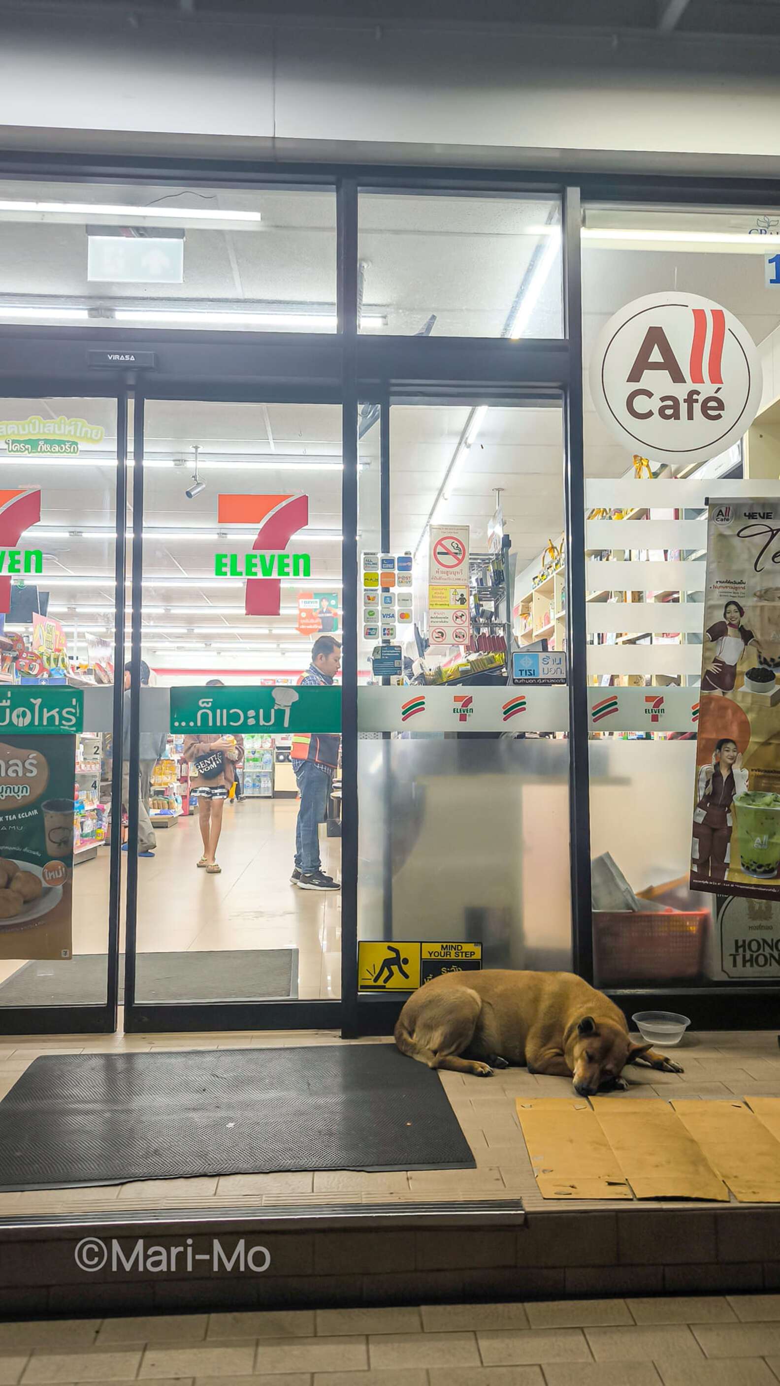 stray-dog-named-Moo-Dang-69aed7074fd795b40cc9af4b544c27bf.jpeg