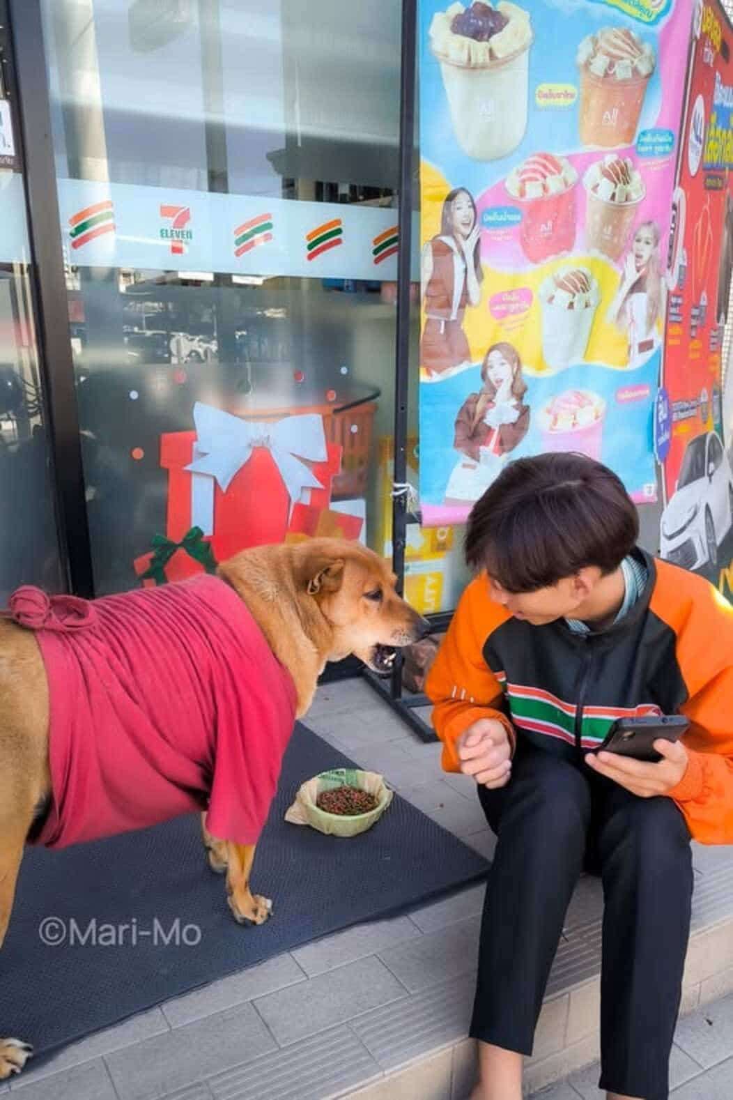 stray-dog-named-Moo-Dang-outside-7-eleven-2233b38f214ab1a8008a58dfb96f5c17.jpeg
