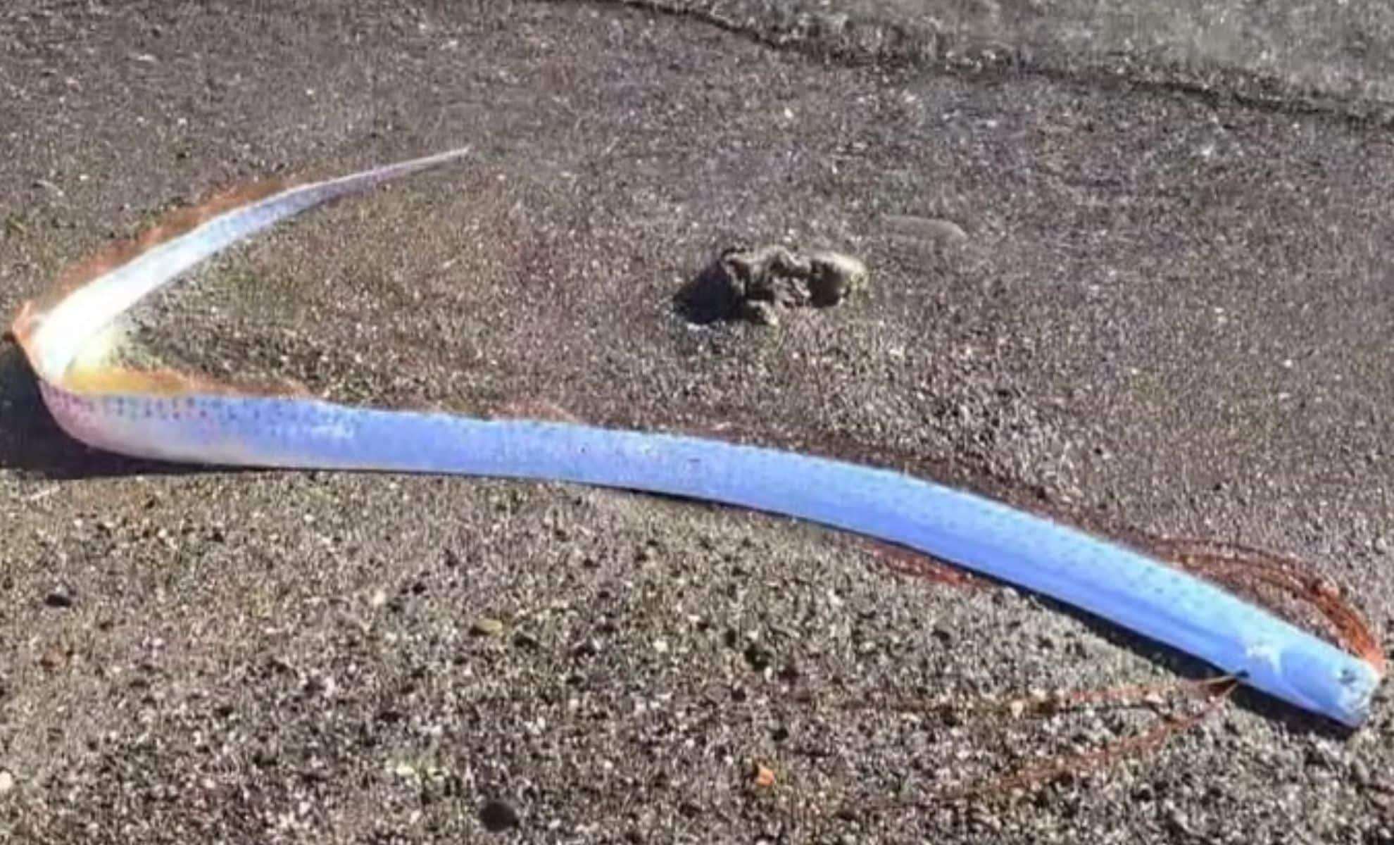 Rare Oarfish Found on Canary Islands Shore Sparks Disaster Fears 