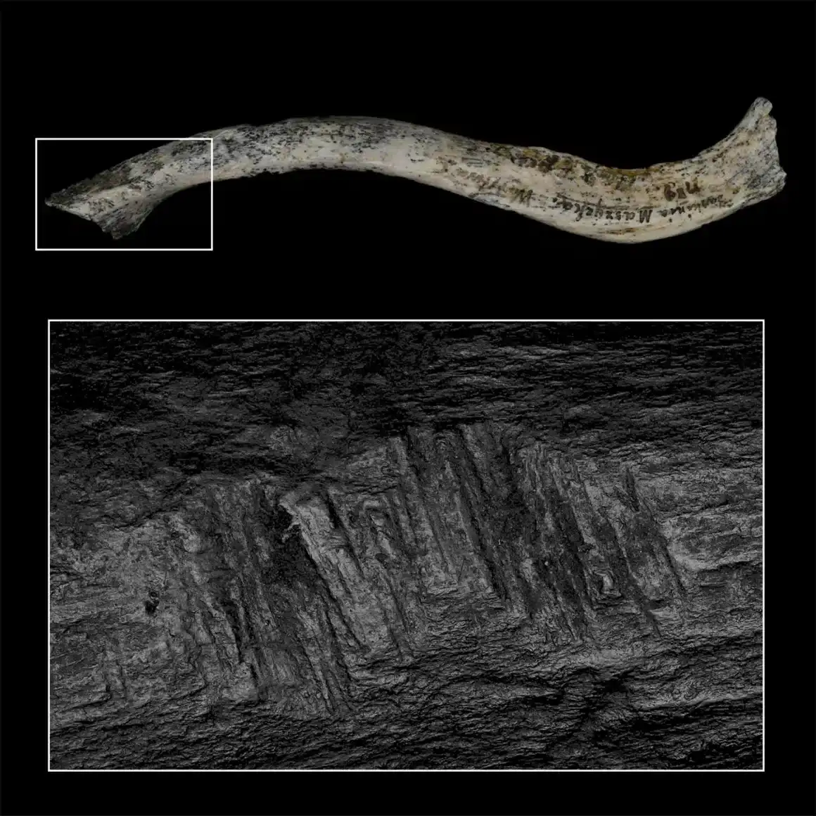 New Study Suggests Early Europeans Consumed Brains of Their Enemies 