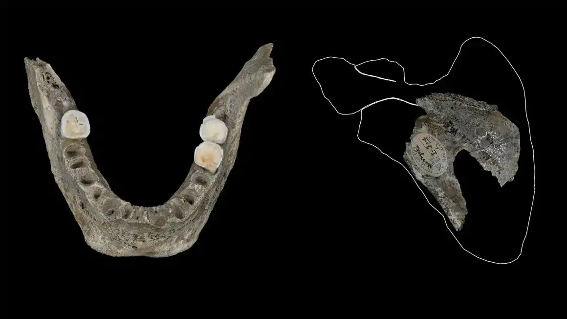 Researchers-used-an-electron-microscope-to-study-the-bones-da4f7ee77fbeff92e46e4d04867c3937.webp
