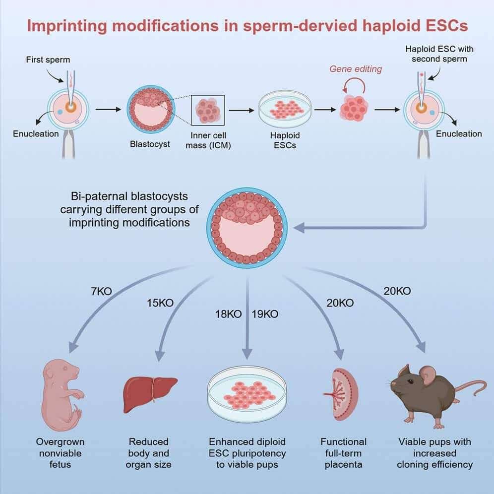 Genetic-imprinting-process-carried-out-during-the-study-c5dde6bb7d11625f59105a4516d4b70f.jpeg