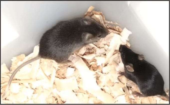 One-of-the-adult-bipaternal-mice-obtained-left-2739ba9e63efe9fbb26a0e6e188ebc33.jpeg