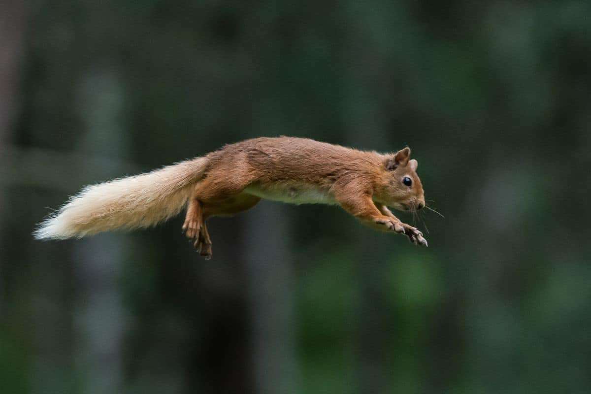 Ancient Giant Flying Squirrel Discovered in Appalachian Fossil Site 