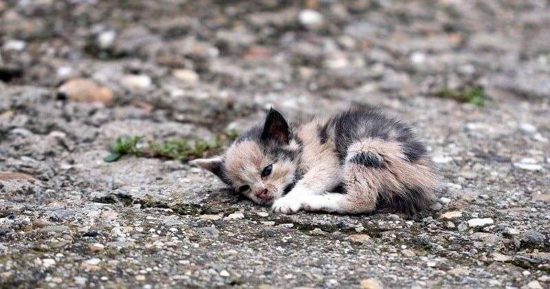 France Leads Europe in Pet Abandonment: Spotlight on 30 Millions d’Amis Campaign 