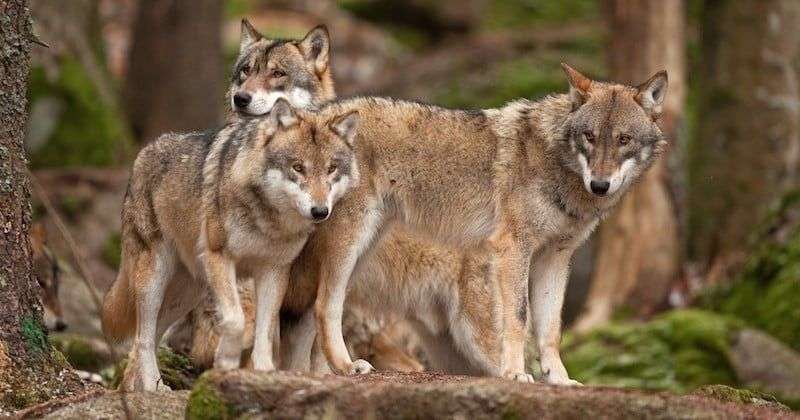 Wolves Gain Full Protection Across Europe, Even Near Human Habitations 