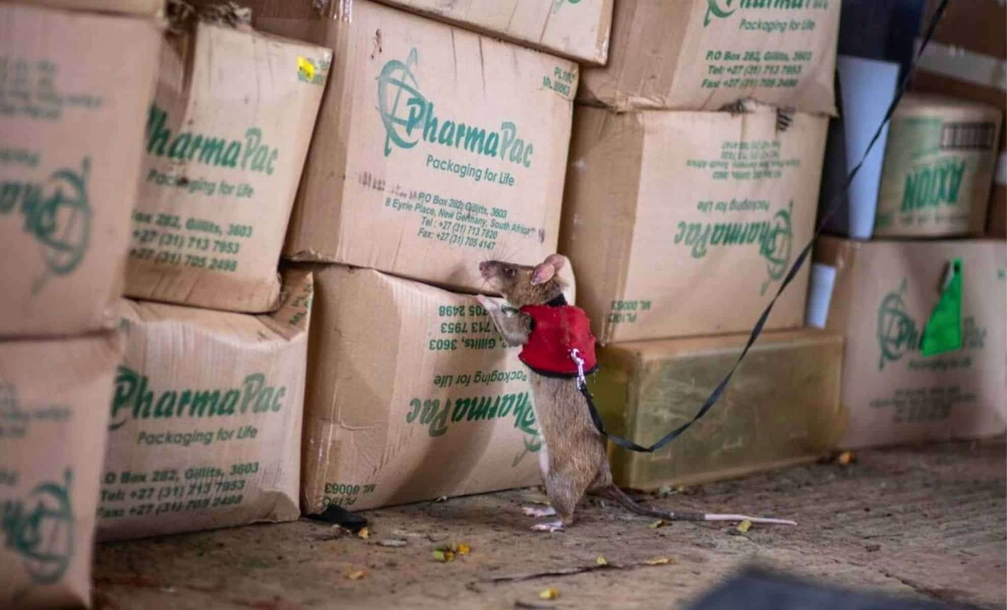 African Giant Rats: A New Frontier in Combating Illegal Wildlife Trade 