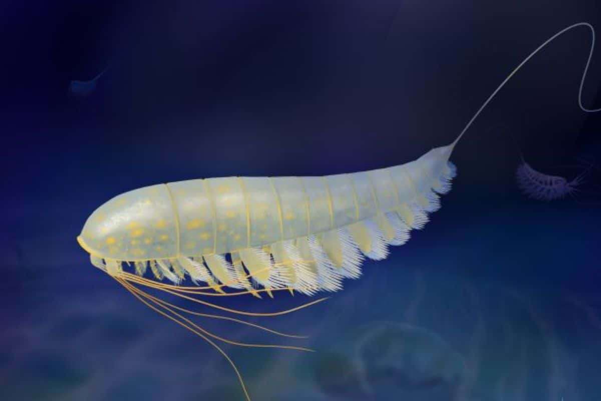 Ancient 'Golden' Fossil Sheds Light on Arthropod Ancestors from 450 Million Years Ago 