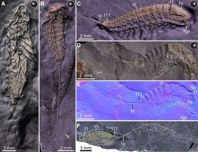 Some-of-the-tiny-fossils-emerging-goldenly-from-the-Lagerstatte-sediment-8ba46a67cbdb246a0ff11e282e2e89b2.jpg