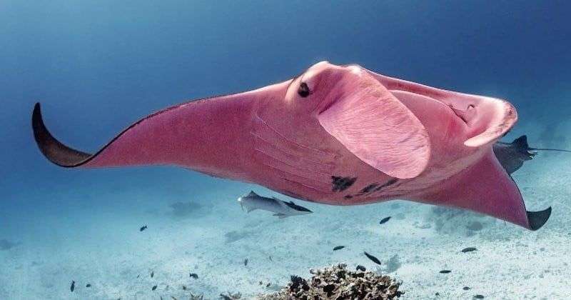 Stunning Pink Manta Ray Spotted Near Great Barrier Reef 