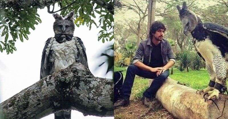 Meet the Mighty Harpy Eagle: A Giant Raptor with a Humanlike Appearance 