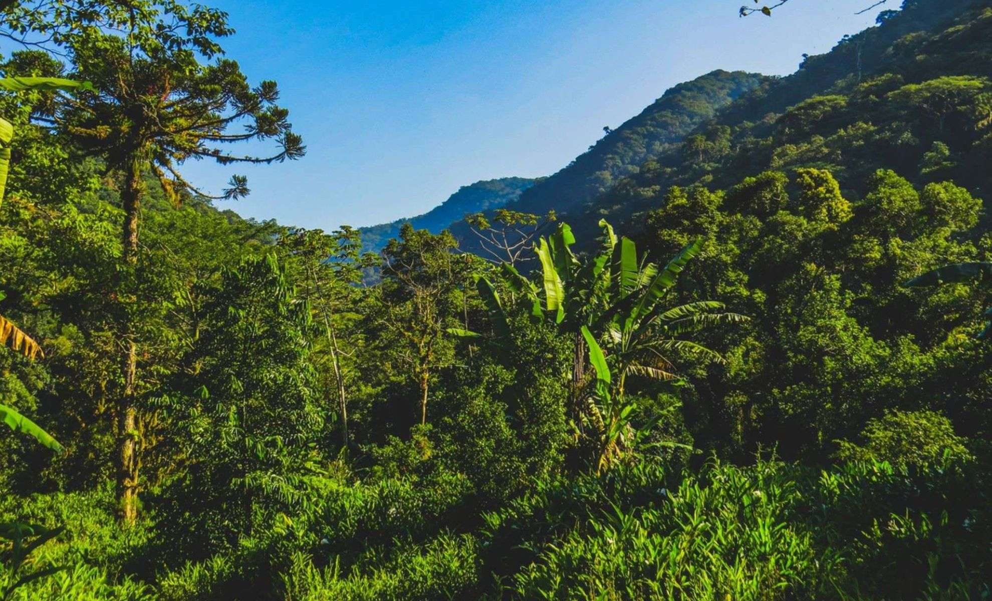 Hidden Cameras Reveal South America’s Largest Mammal in Brazil After a Century 